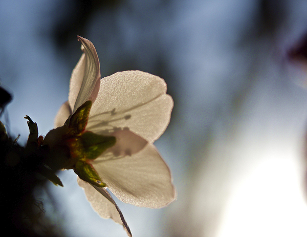Almond Bloom Backlite by Duane Jardine