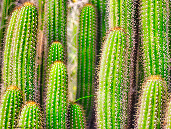 Cactus Print