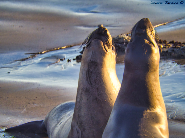 Elephant Seals Beach by Duane Jardine