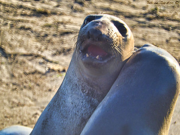 Elephant Seals Fighting by Duane Jardine