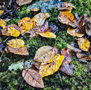 Fall Leaves Over Moss