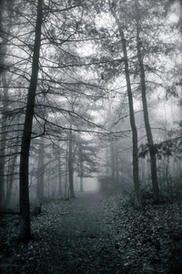 Perfect Morning Mist