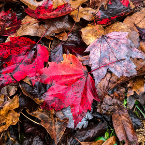 Rich Fall Color