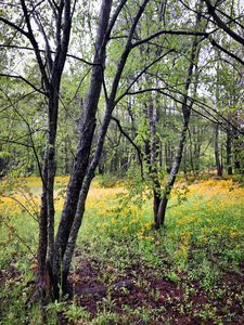 Spring Green