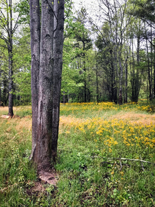 Spring Yellow
