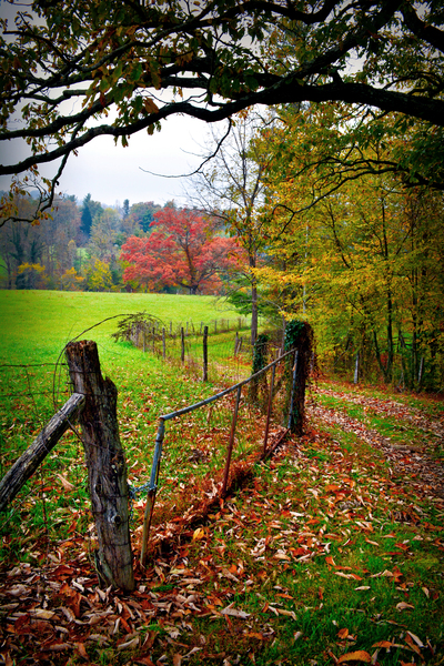 Autumn Path Print