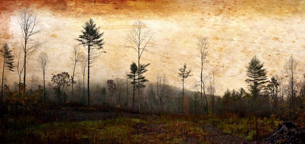 Fall Forest Foliage Print
