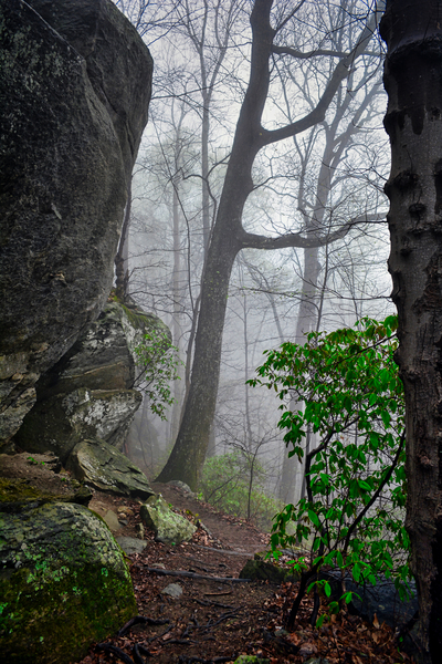 Mountain Path Print