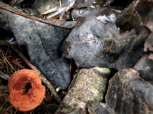 Natural Decay Print