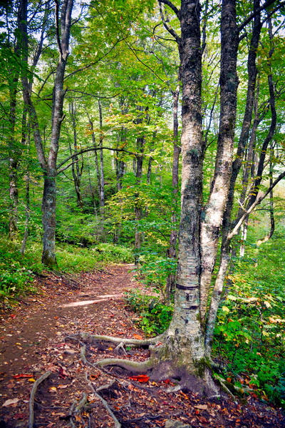 Skinny Dip Falls Path by Gary Conner