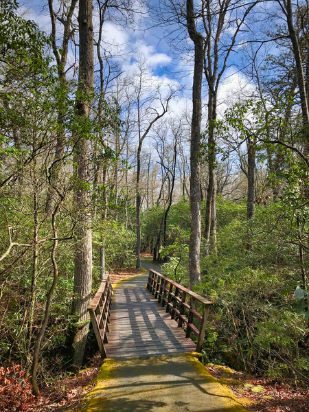 Spring Path Print