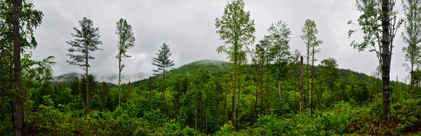 Tree Lined Fog Print
