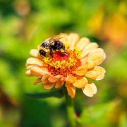 Nectar