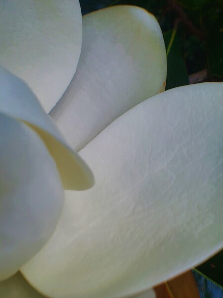 Blanca by Monkey Brain World