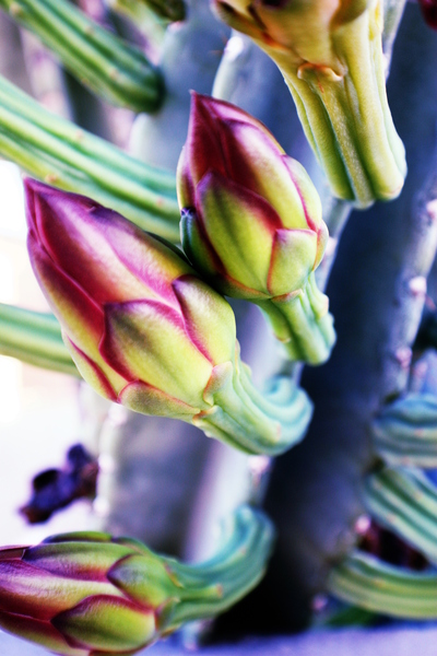 Budding by Monkey Brain World