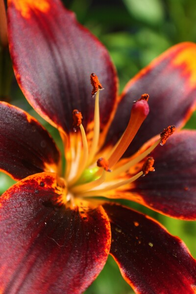 Burnliv by Monkey Brain World