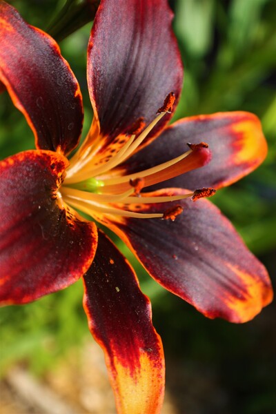 Burnliva by Monkey Brain World