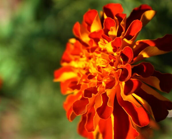 Burstyela by Monkey Brain World