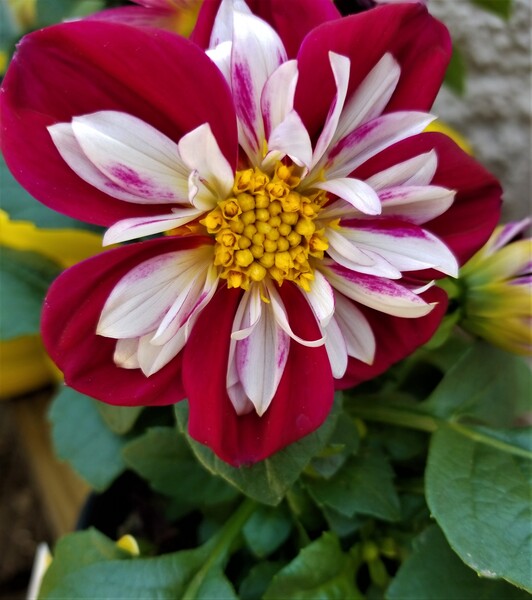 Delidosi by Monkey Brain World