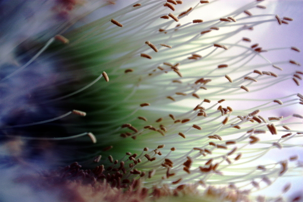 Fandi by Monkey Brain World