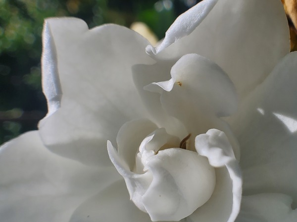 Gardina by Monkey Brain World