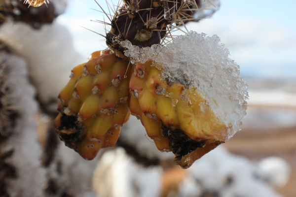 Desert Ice Pack by Monkey Brain World