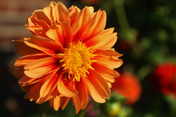 Peacfaci by Monkey Brain World