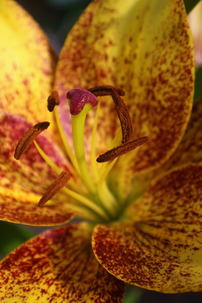 Razaberi Touche by Monkey Brain World