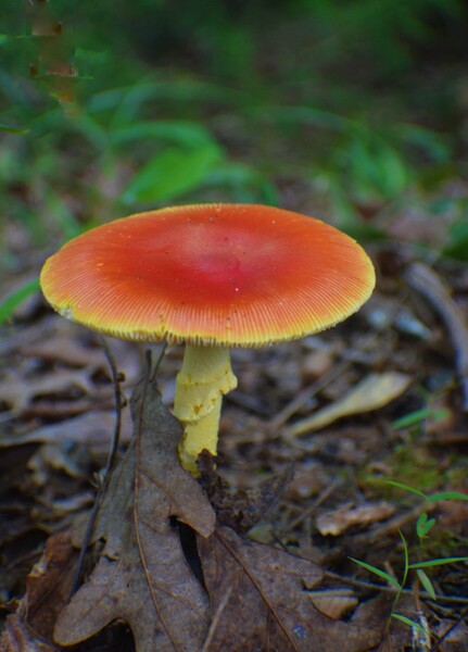 Rojospor by Monkey Brain World