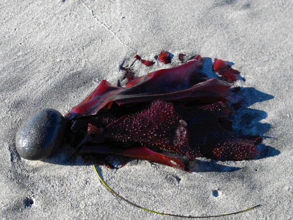 Sea Creature by Monkey Brain World