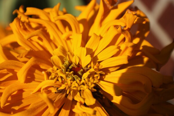 Soft Sunshine by Monkey Brain World