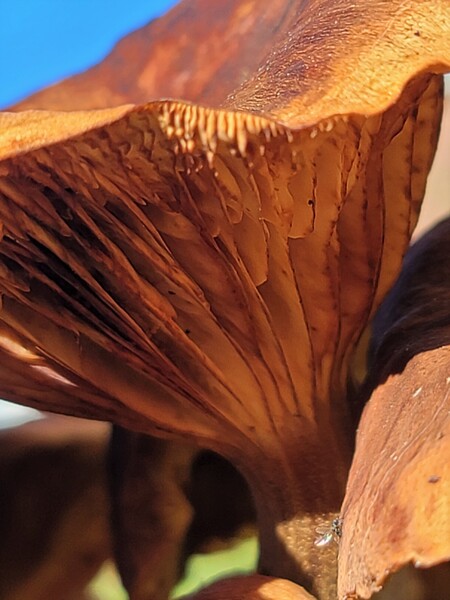 Sporeble by Monkey Brain World