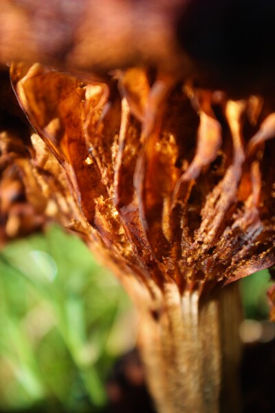 Natures Pattern by Monkey Brain World