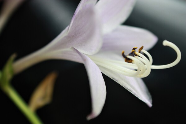 Star Drop   by Monkey Brain World