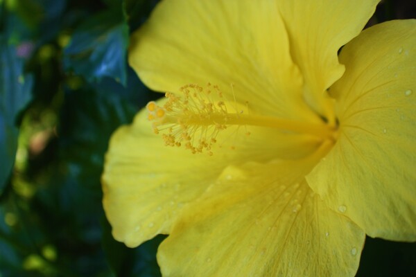 Sulfia  Cream by Monkey Brain World