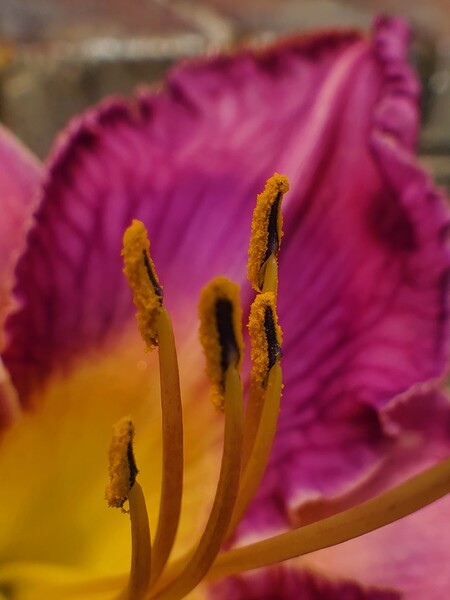 Sunryse Lyfe by Monkey Brain World