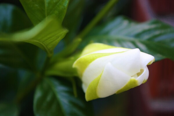 Syfa   by Monkey Brain World