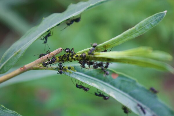 Team Work   by Monkey Brain World