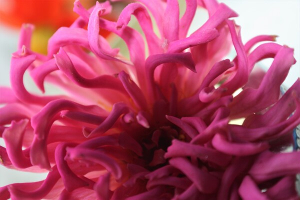 Tikas   by Monkey Brain World