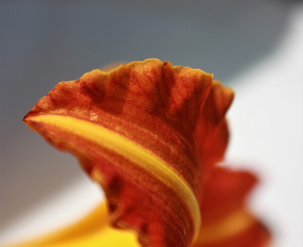 Tiplin by Monkey Brain World