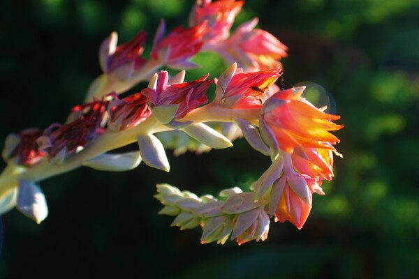 VyaCurve by Monkey Brain World