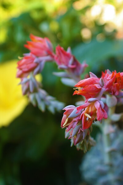 Vyascurve by Monkey Brain World