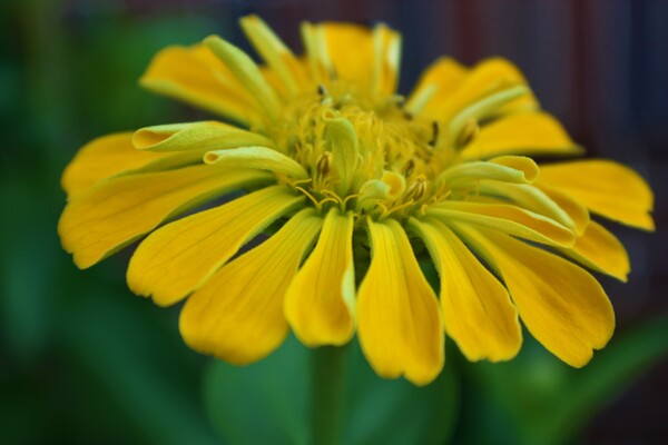 Yeliself by Monkey Brain World