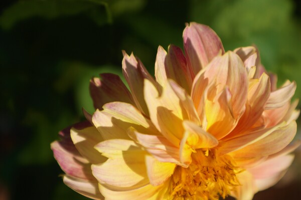 Yelpiki by Monkey Brain World