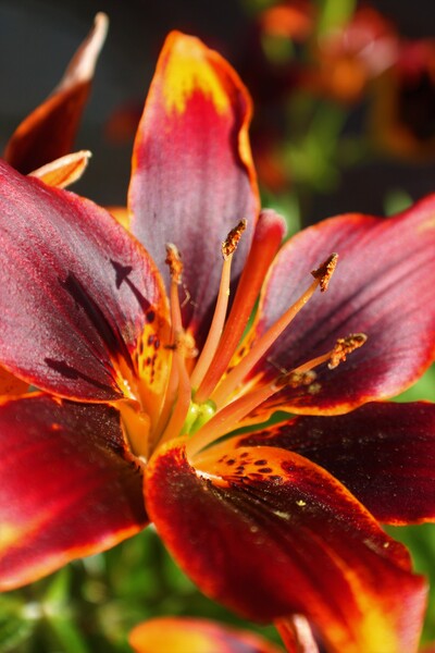 Zakai by Monkey Brain World