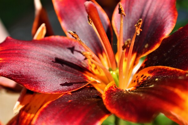 Zakai   by Monkey Brain World