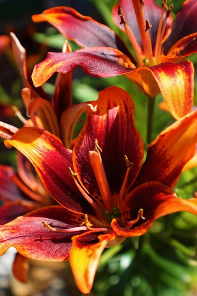 Zakas   by Monkey Brain World