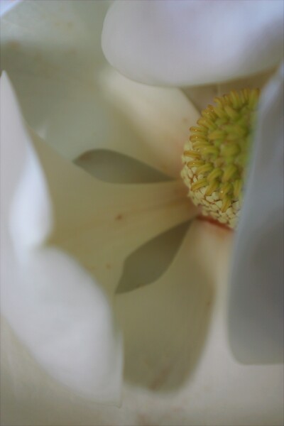 Zyla by Monkey Brain World