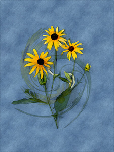 Black Eyed Susans