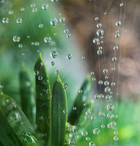 Webs we Weave